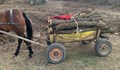 Хванаха мъж да превозва незаконни дърва с каруца край Малко Враново