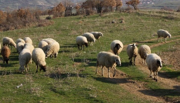 Властите въвеждат строги мерки за ограничаване на заразата