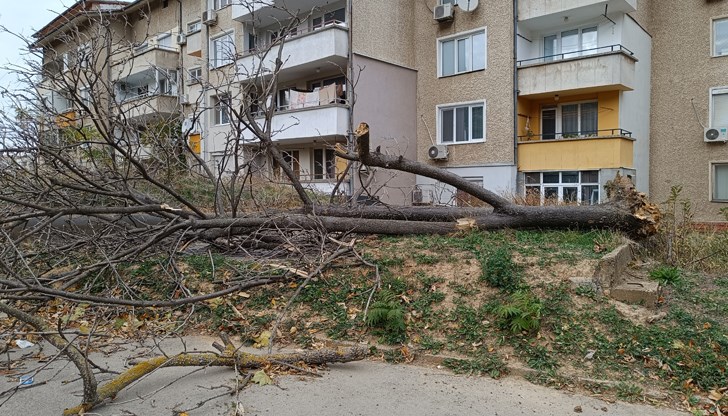 Има сигнали за паднали дървета