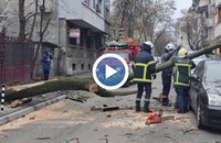 Огромно дърво рухна върху паркирани коли в центъра на Русе