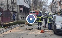 Огромно дърво рухна върху паркирани коли в центъра на Русе