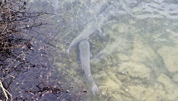 Шаран и бял амур обогатиха водоемите в Ловешко