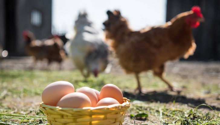 Кметът на Русе внесе предложение за ограничаване броя на селскостопанските животни в личните стопанства Кметът на Русе внесе предложение за ограничаване броя на селскостопанските животни в личните стопанства
