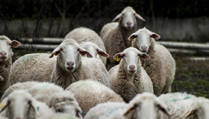 Забраната обхваща както живи животни, така и преработени и непреработени продукти от тях Забраната обхваща както живи животни, така и преработени и непреработени продукти от тях