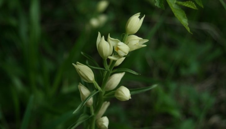 Местността се намира в землището на село Басарбово Местността се намира в землището на село Басарбово