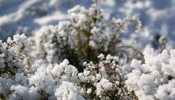 Местните животновъди получават предимство при наемането на общински земи Местните животновъди получават предимство при наемането на общински земи
