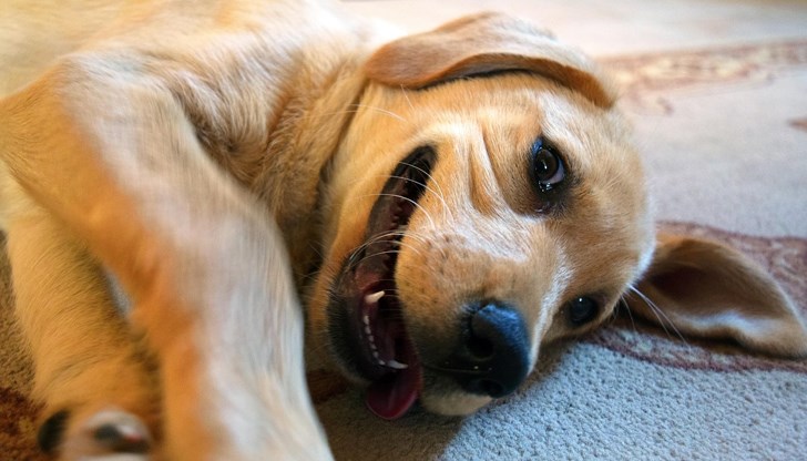 Четириногите приятели придобиват характера на своите стопани Четириногите приятели придобиват характера на своите стопани