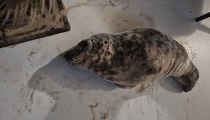 Гостенка на хотела открива животното на пода в стаята си Гостенка на хотела открива животното на пода в стаята си