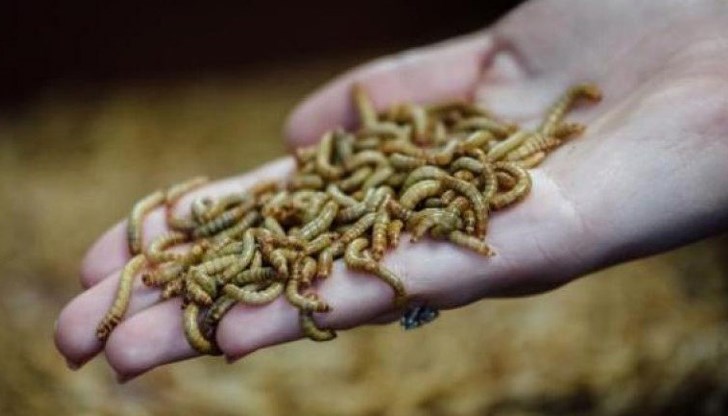 България вече има четири ферми за отглеждане на насекоми България вече има четири ферми за отглеждане на насекоми