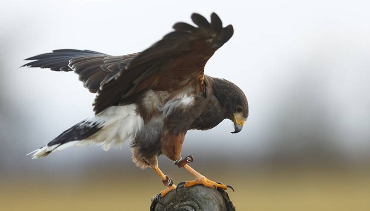 Птицата е от защитен вид Птицата е от защитен вид