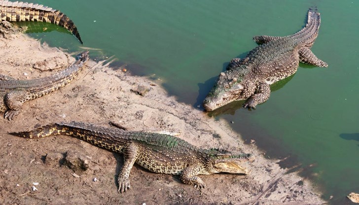 Местните власти настояват фермата да бъде затворена Местните власти настояват фермата да бъде затворена