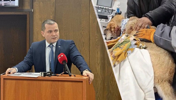 Тази сутрин Маги е била ранена от храбреци, които са си търсели мишена Тази сутрин Маги е била ранена от храбреци, които са си търсели мишена