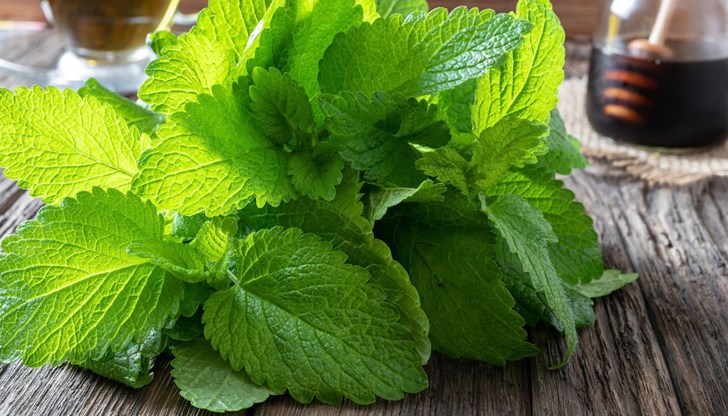 Въпреки ползите от билката, тя има и противопоказания Въпреки ползите от билката, тя има и противопоказания