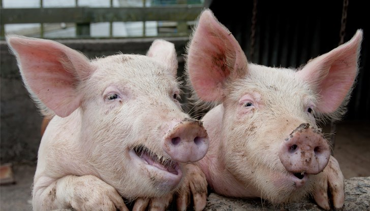 Въведоха предпазна зона и зона за наблюдение около Чидряг Въведоха предпазна зона и зона за наблюдение около Чидряг