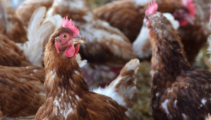 80 000 кокошки носачки ще бъдат евтаназирани 80 000 кокошки носачки ще бъдат евтаназирани