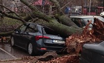 Дърво рухна върху хора и автомобили в Русе