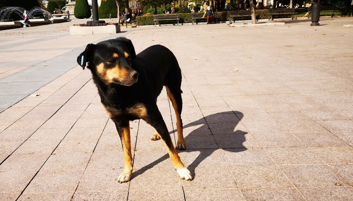 Общината предприема мерки за намаляване на здравните рискове от бездомните животни Общината предприема мерки за намаляване на здравните рискове от бездомните животни