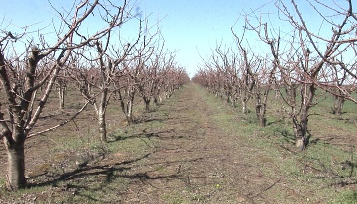 Минус 20 градуса съсипаха овощарството в Североизточна България Минус 20 градуса съсипаха овощарството в Североизточна България