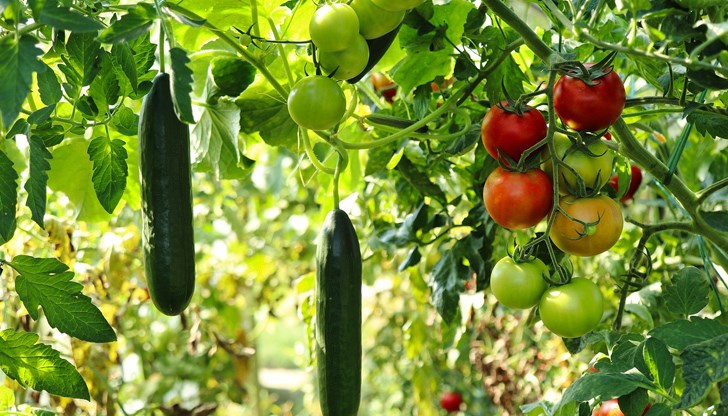 Експортът на сладки пиперки за Германия се увеличава четирикратно Експортът на сладки пиперки за Германия се увеличава четирикратно