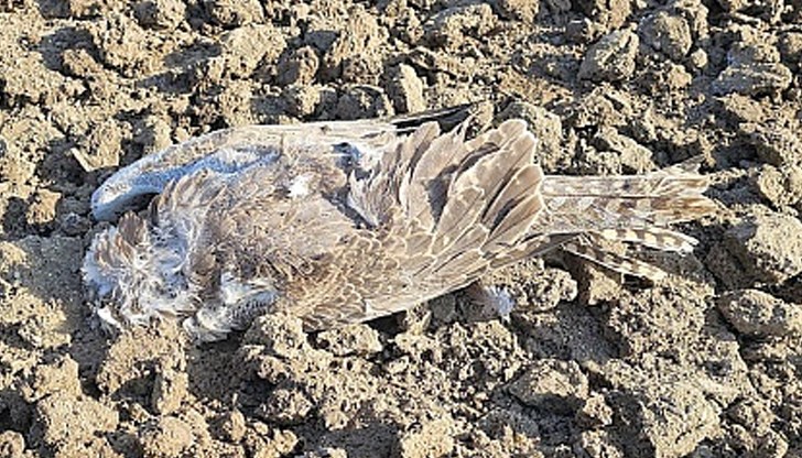 Птицата е част от едва трите двойки на вида, размножаващи се в природата на България Птицата е част от едва трите двойки на вида, размножаващи се в природата на България