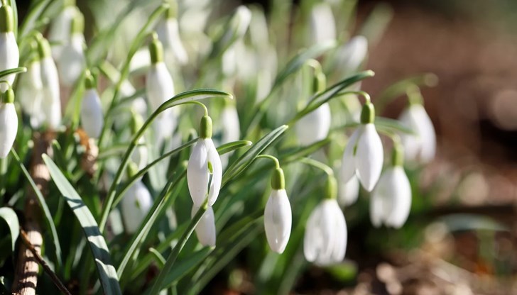 Метеоролози прогнозират пролетни температури в цяла България Метеоролози прогнозират пролетни температури в цяла България