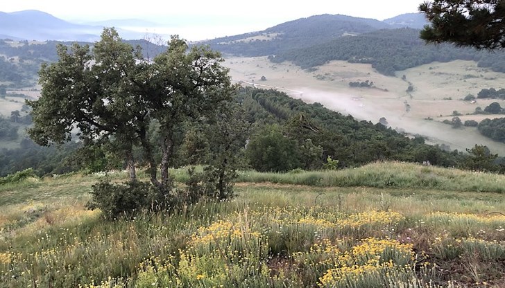 Мурсалският чай остава под пълна защита – дори за лични нужди Мурсалският чай остава под пълна защита – дори за лични нужди