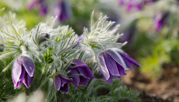 Практични съвети за отглеждане на най-ранните пролетни цветя Практични съвети за отглеждане на най-ранните пролетни цветя