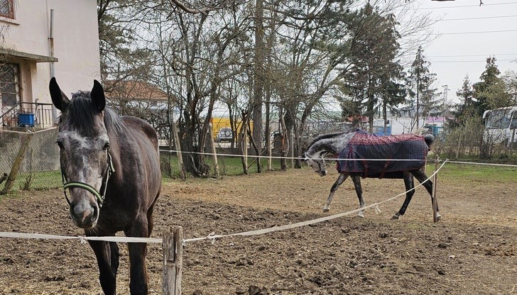 Тази година Тодоровден съвпада с Международния ден на жената Тази година Тодоровден съвпада с Международния ден на жената