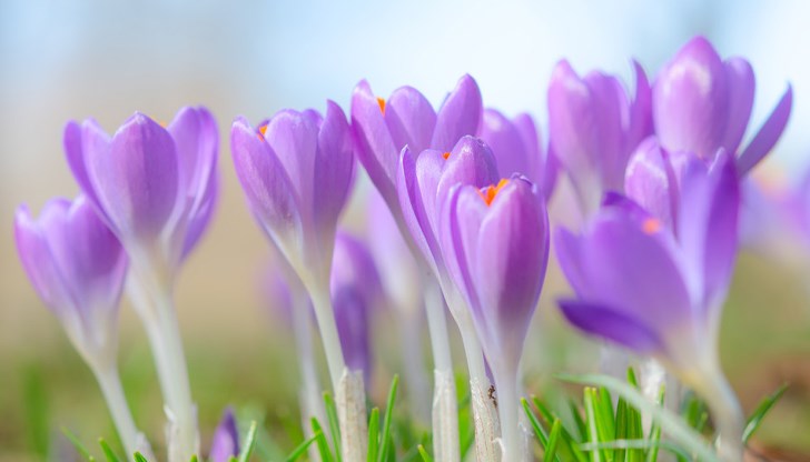 Пролетта набира скорост – до 24 градуса в новата седмица Пролетта набира скорост – до 24 градуса в новата седмица