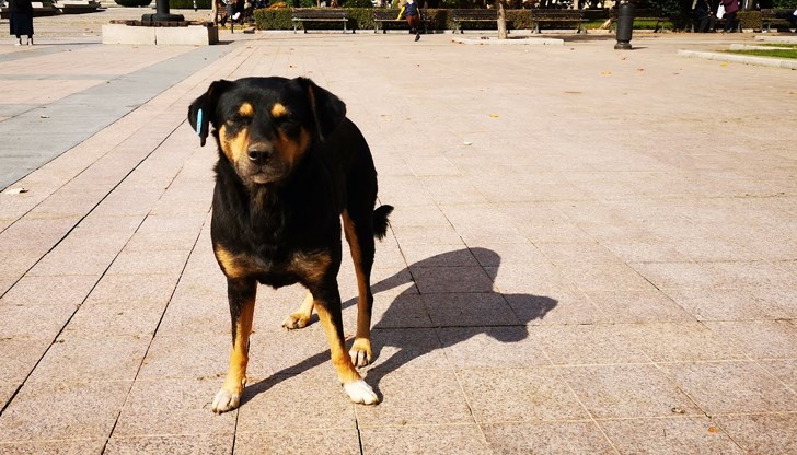 Русе актуализира програмата за бездомните кучета след 17 години Русе актуализира програмата за бездомните кучета след 17 години