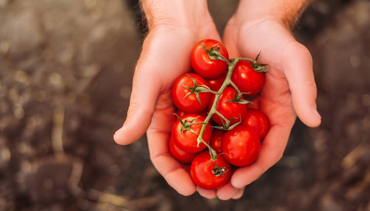 Можем да имаме богата реколта както в градината, така и в саксия на терасата Можем да имаме богата реколта както в градината, така и в саксия на терасата