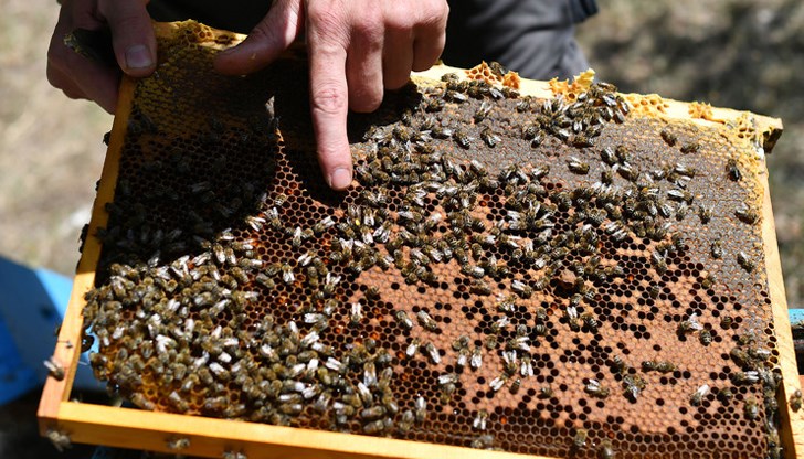 Русенски пчелари отчитат 50% загуби Русенски пчелари отчитат 50% загуби