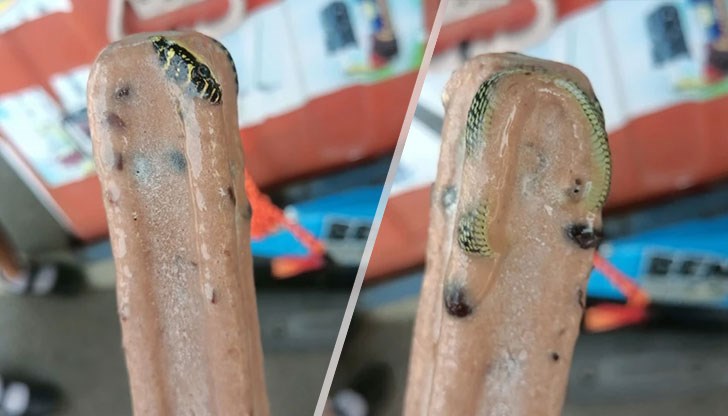 Предполага се, че влечугото е отровно Предполага се, че влечугото е отровно