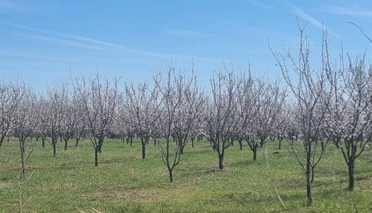 Стопаните от Североизточна България алармират за 100% загуби при кайсиите Стопаните от Североизточна България алармират за 100% загуби при кайсиите