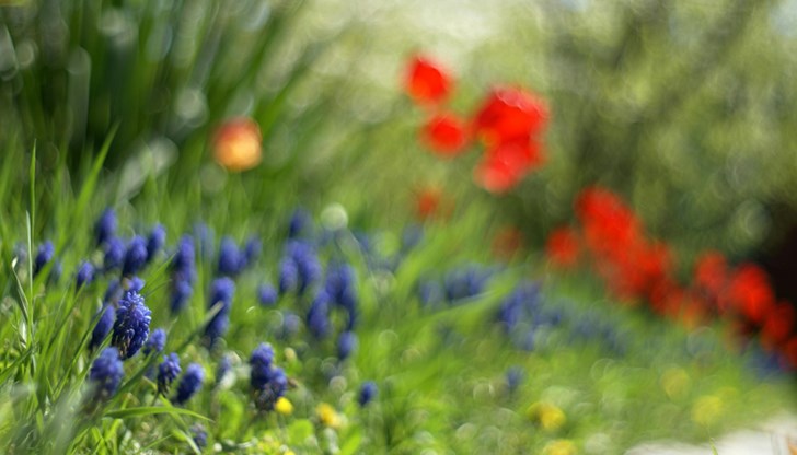 От нарциси до лалета - пълен наръчник за красива градина през новия сезон От нарциси до лалета - пълен наръчник за красива градина през новия сезон