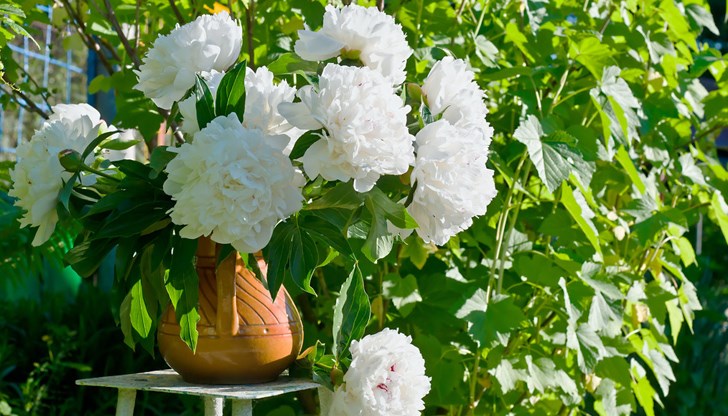 Поставянето на божури във ваза ще направи дома щастливо място за живеене Поставянето на божури във ваза ще направи дома щастливо място за живеене