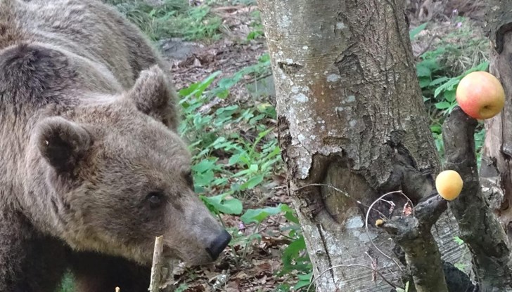 Единадесет от мечките вече са будни и се радват на пролетта Единадесет от мечките вече са будни и се радват на пролетта