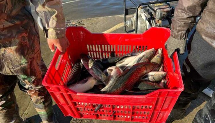 Родни производители изнасят шарани за Румъния, докато българите купуват вносно месо на по-ниски цени Родни производители изнасят шарани за Румъния, докато българите купуват вносно месо на по-ниски цени