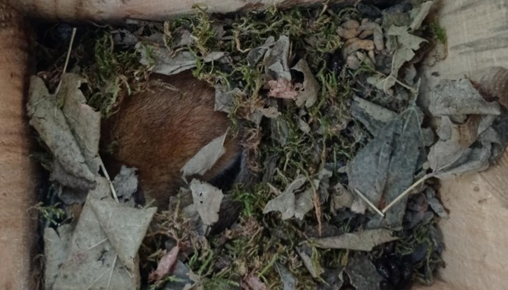 РИОСВ - Русе установи заселеност в близо половината от специално поставените къщички за редки видове гризачи РИОСВ - Русе установи заселеност в близо половината от специално поставените къщички за редки видове гризачи