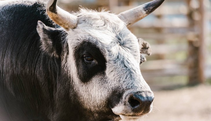 Мъжът е починал на място Мъжът е починал на място