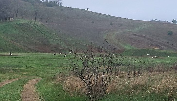 Местните жители посрещнаха с радост пернатите гости Местните жители посрещнаха с радост пернатите гости