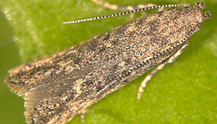 Целта на помощта е ограничаване загубите на продукция Целта на помощта е ограничаване загубите на продукция