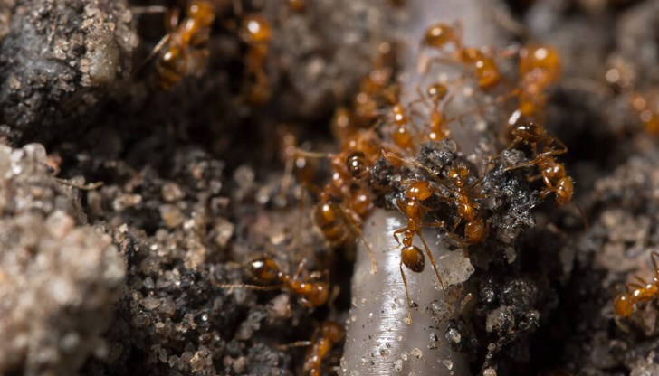 Климатът в Барселона, Рим, Лондон, Париж и други градове е подходящ за инвазивния вид Климатът в Барселона, Рим, Лондон, Париж и други градове е подходящ за инвазивния вид