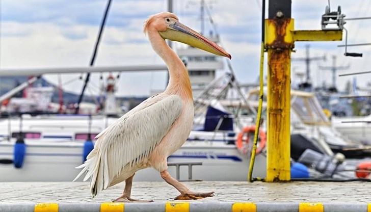 Розовият пеликан на Морската гара не се притеснява от хората, но едва ли ще мигрира защото получава "храна на готово" Розовият пеликан на Морската гара не се притеснява от хората, но едва ли ще мигрира защото получава "храна на готово"