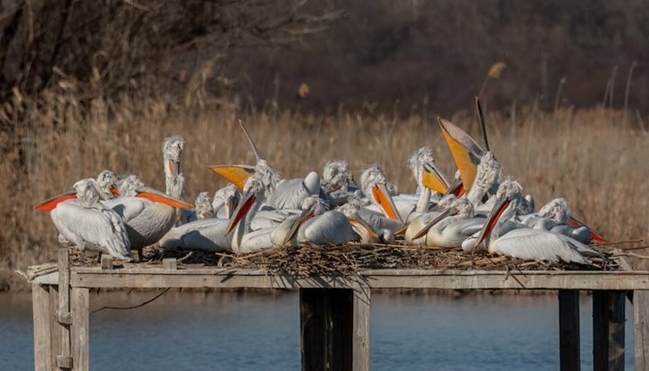 Експертите не отчитат спад в популацията на редките птици Експертите не отчитат спад в популацията на редките птици