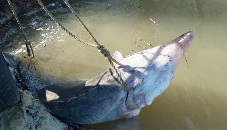 Редкият екземпляр можеше да даде 100 килограма черен хайвер Редкият екземпляр можеше да даде 100 килограма черен хайвер