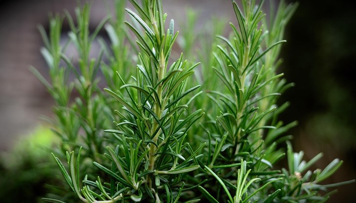 Древната билка подобрява паметта със 75% и пречиства организма Древната билка подобрява паметта със 75% и пречиства организма