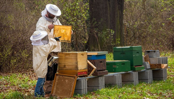 Масов мор в пчелините - искат спешни компенсации Масов мор в пчелините - искат спешни компенсации