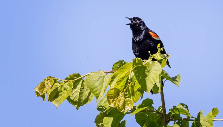 Шумовете смущават вокалната комуникация между пернатите Шумовете смущават вокалната комуникация между пернатите