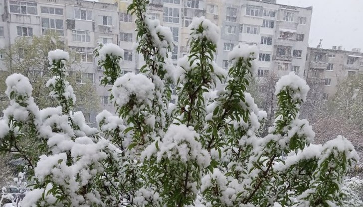 Пролетните дървета се превърнаха в зимна декорация Пролетните дървета се превърнаха в зимна декорация